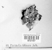 Parmelina tiliacea image